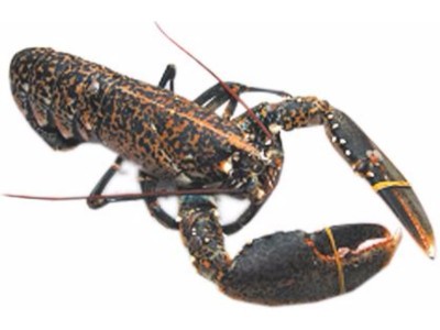 HLAP MEDITERAN (Homarus gammarus)