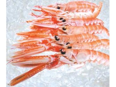 ŠKAMP EXTRA, ŠKAMP I, ŠKAMP III (Nephrops norvegicus)