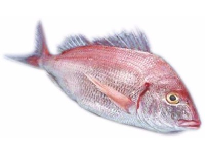 ARBUN (Pagellus Erythrinus)