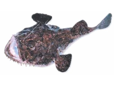 GRDOBINA (Lophius piscatorius)