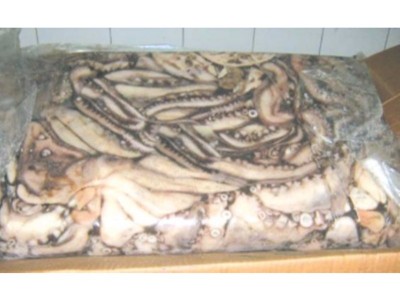 HOBOTNICA JADRANSKA (Octopus vulgaris)