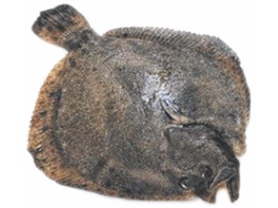 ROMB (Scophthalmus maximus)