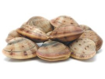 VONGOLE (Meretrix lyrata)