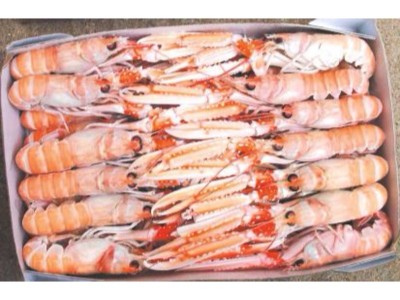 ŠKAMP BEZ GLAZURE 3kg (Nephrops norvegicus)