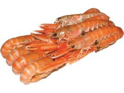 ŠKAMP 1KG (Nephrops norvegicus)