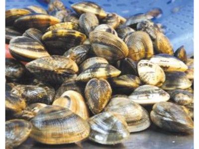 VONGOLE VERACE (Donax trunculus)